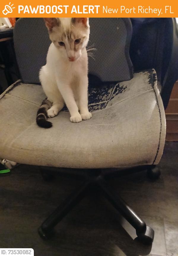 Found/Stray Male Cat last seen River rd and Gulf dr near US 19, New Port Richey, FL 34652