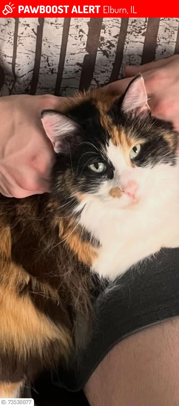 Lost Female Cat last seen Shannon and Babcock, Elburn, IL 60119