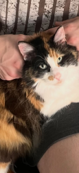 Lost Female Cat last seen Shannon and Babcock, Elburn, IL 60119