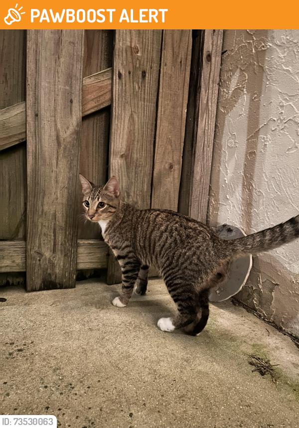 Found/Stray Male Cat last seen Woodstock & Military, West Palm Beach, FL 33409