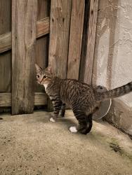 Found/Stray Male Cat last seen Woodstock & Military, West Palm Beach, FL 33409