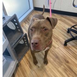 Found/Stray Male Dog last seen Richardson TX, Richardson, TX 75083