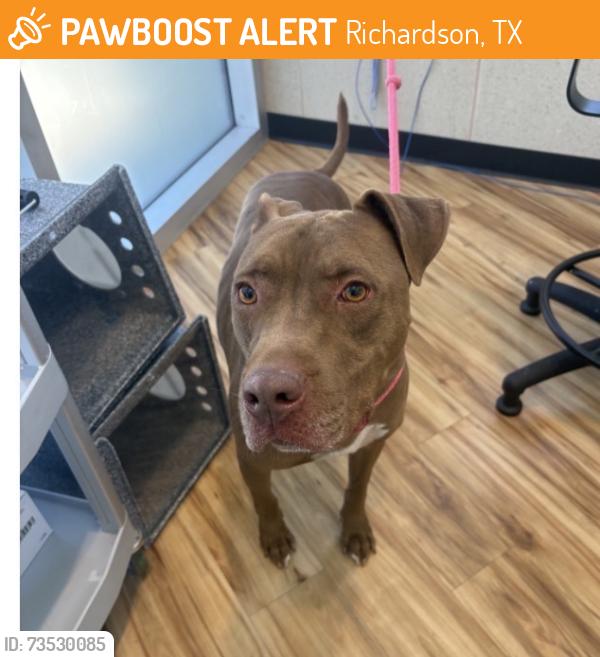 Found/Stray Male Dog last seen Richardson TX, Richardson, TX 75083