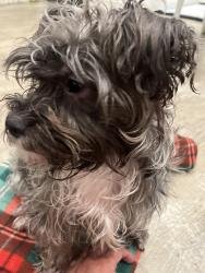 Lost Female Dog last seen Rising sun, Philadelphia, PA 19120
