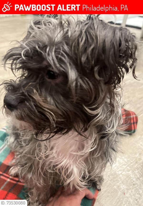 Lost Female Dog last seen Rising sun, Philadelphia, PA 19120