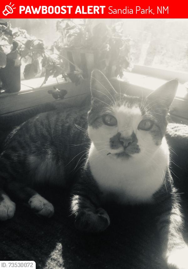 Lost Male Cat last seen Near Kiva Loop, Sandia Park, NM 87047