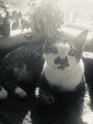 Lost Male Cat last seen Near Kiva Loop, Sandia Park, NM 87047