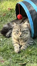 Lost Male Cat last seen 9TH VIEW, Norfolk, VA 23503