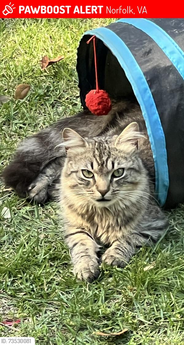 Lost Male Cat last seen 9TH VIEW, Norfolk, VA 23503