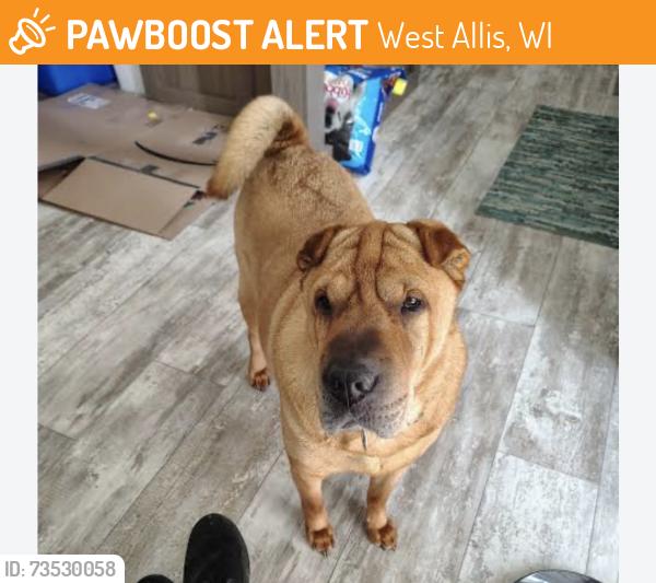 Found/Stray Unknown Dog last seen Between Hayes and Arthur, West Allis, WI 53219