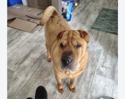 Found/Stray Unknown Dog last seen Between Hayes and Arthur, West Allis, WI 53219