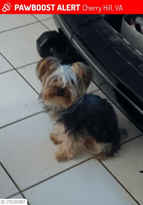 Lost Female Dog last seen Powells creek road, Cherry Hill, VA 22191