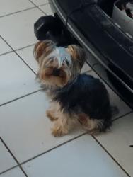 Lost Female Dog last seen Powells creek road, Cherry Hill, VA 22191