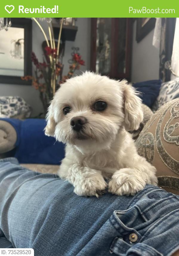 Reunited Male Dog last seen Claudine st, Moreno Valley, CA 92551