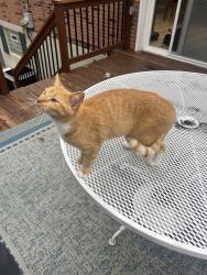 Found/Stray Unknown Cat last seen Near victory dr and lemay, Mehlville, MO 63125
