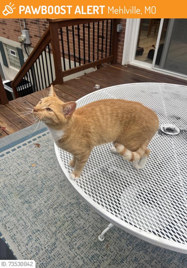 Found/Stray Unknown Cat last seen Near victory dr and lemay, Mehlville, MO 63125