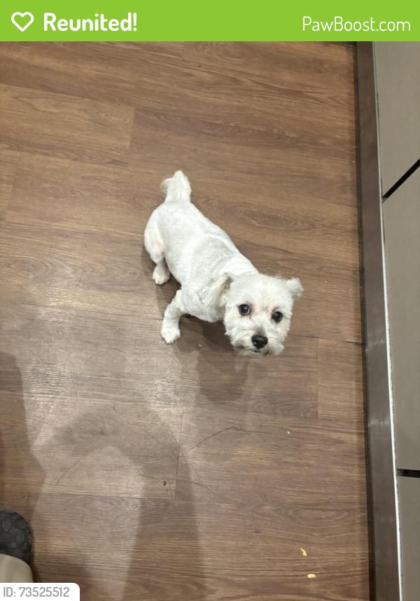 Reunited Male Dog last seen Lower price hill, Cincinnati, OH 45204