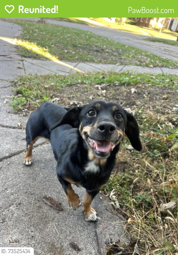 Reunited Female Dog last seen 7 mile & Livernois, Detroit, MI 48221
