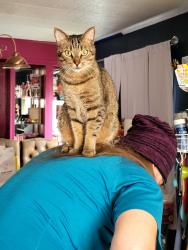 Lost Male Cat last seen Lindale Mobile Homes, Silver Springs, FL 34488