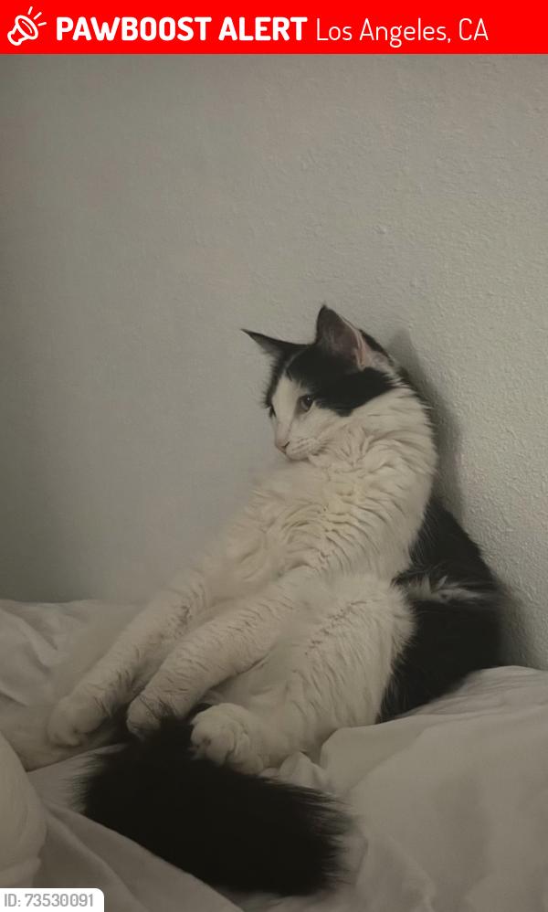 Lost Female Cat last seen 5th street and broadway, Los Angeles, CA 90291