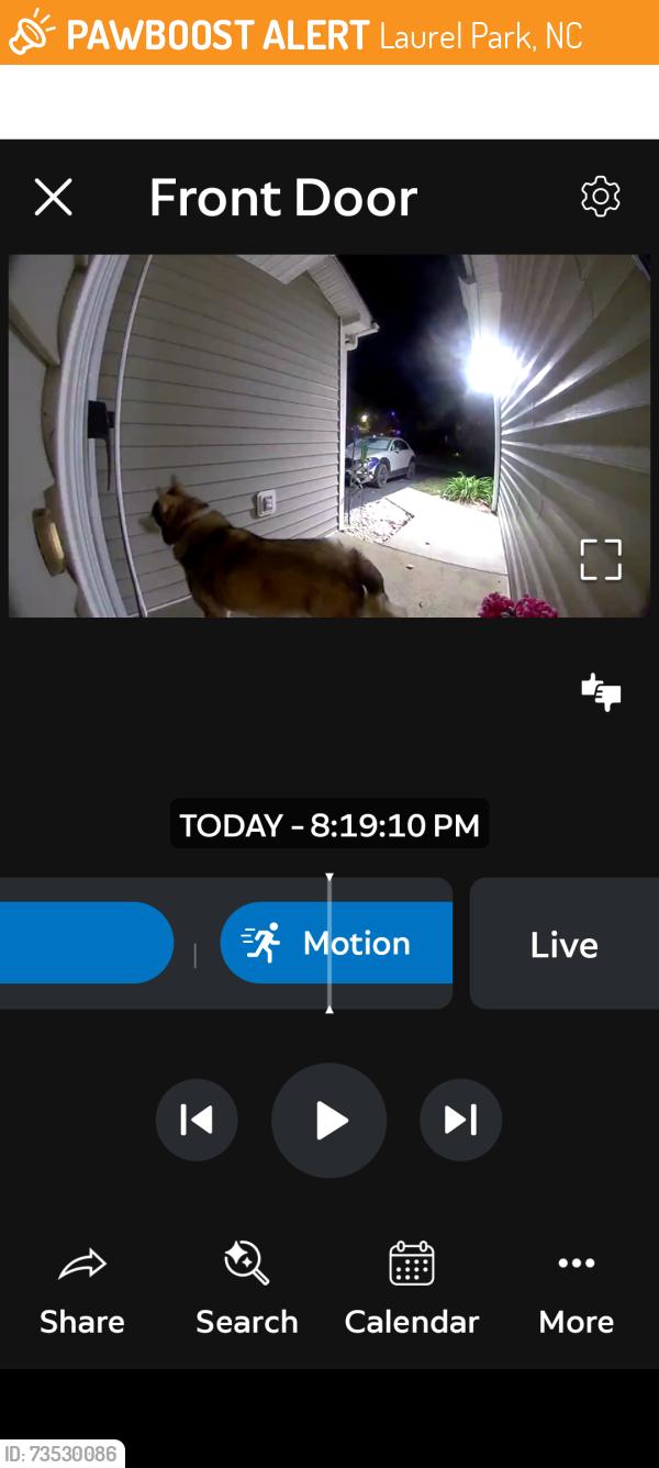 Found/Stray Unknown Dog last seen Laurel Park pl. Near Ingles., Laurel Park, NC 28791