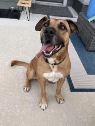 Found/Stray Male Dog last seen Garden Palm Drive and Marvida Terrace Drive, Cypress, TX 77433