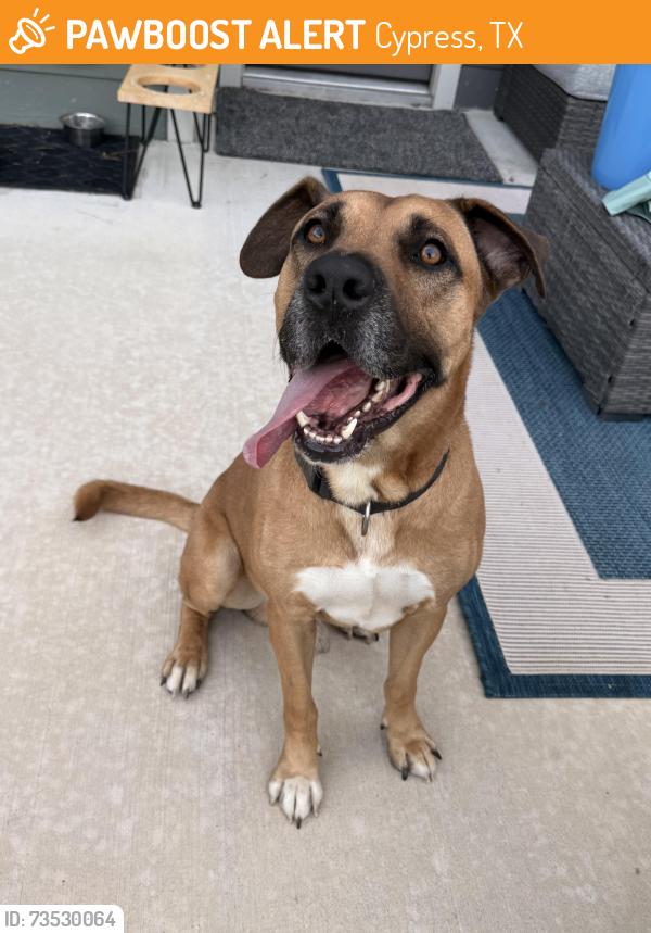 Found/Stray Male Dog last seen Garden Palm Drive and Marvida Terrace Drive, Cypress, TX 77433