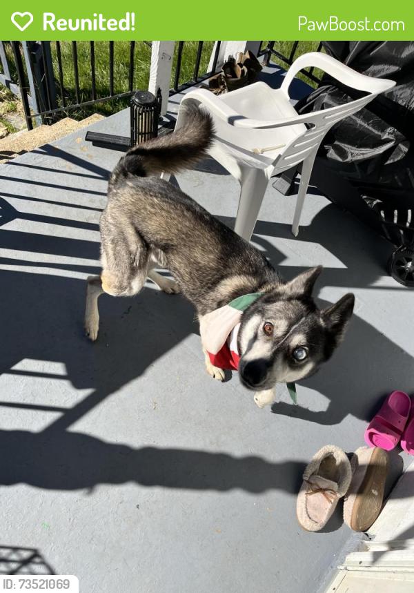 Reunited Female Dog last seen CR-636, Alpha, NJ 08865