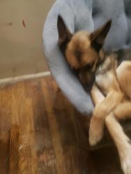 Reunited Male Dog last seen Main st & security, Colorado Springs, CO 80911