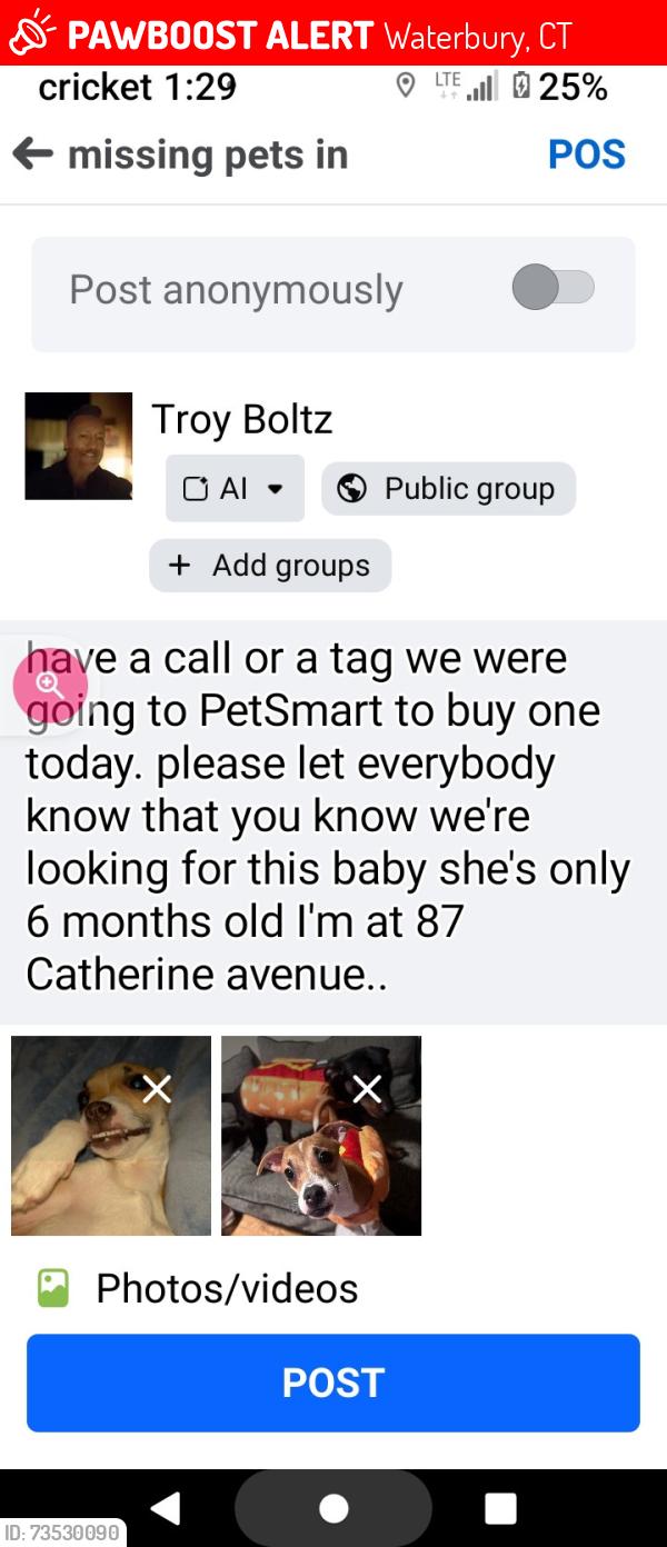 Lost Female Dog last seen Wall Street and Catherine, Waterbury, CT 06702