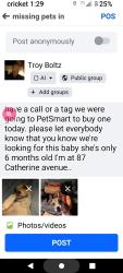 Lost Female Dog last seen Wall Street and Catherine, Waterbury, CT 06702
