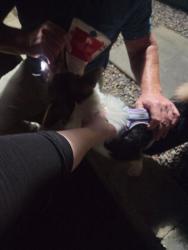 Reunited Female Dog last seen St lves, Palm Harbor, FL 34684
