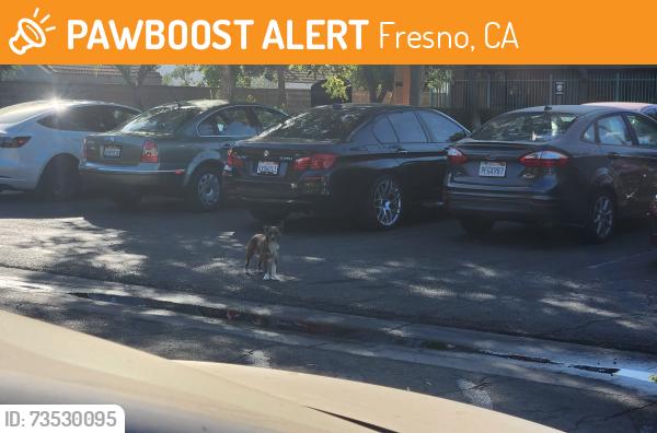Found/Stray Unknown Dog last seen Easter seals fresno, Fresno, CA 93711