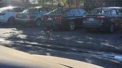 Found/Stray Unknown Dog last seen Easter seals fresno, Fresno, CA 93711