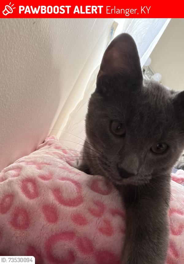 Lost Male Cat last seen Near sunset ave, Erlanger, KY 41018
