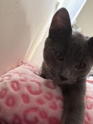 Lost Male Cat last seen Near sunset ave, Erlanger, KY 41018