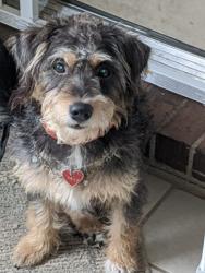 Reunited Male Dog last seen Aubrey Oaks near Elkins High School, Missouri City, TX 77459
