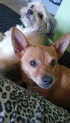 Lost Female Dog last seen Park St, Panama City, FL 32404 on the road or possibly picked up on the road, Panama City, FL 32404