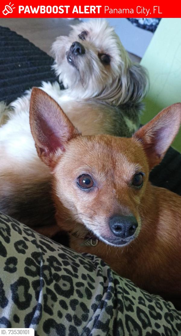 Lost Female Dog last seen Park St, Panama City, FL 32404 on the road or possibly picked up on the road, Panama City, FL 32404