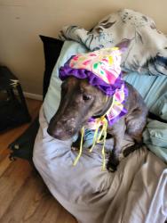 Reunited Female Dog last seen Main st & security, Colorado Springs, CO 80911