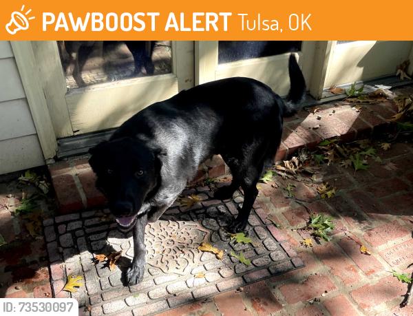 Found/Stray Male Dog last seen E 58th st & memorial, Tulsa, OK 74145