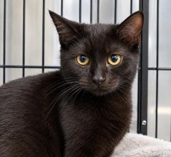 Shelter Stray Female Cat last seen , 22415 Groesbeck Hwy, Warren, MI 48089, USA