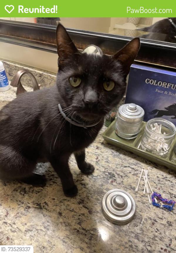 Reunited Male Cat last seen Kittanning Pike and Dorseyville, Pittsburgh, PA 15215