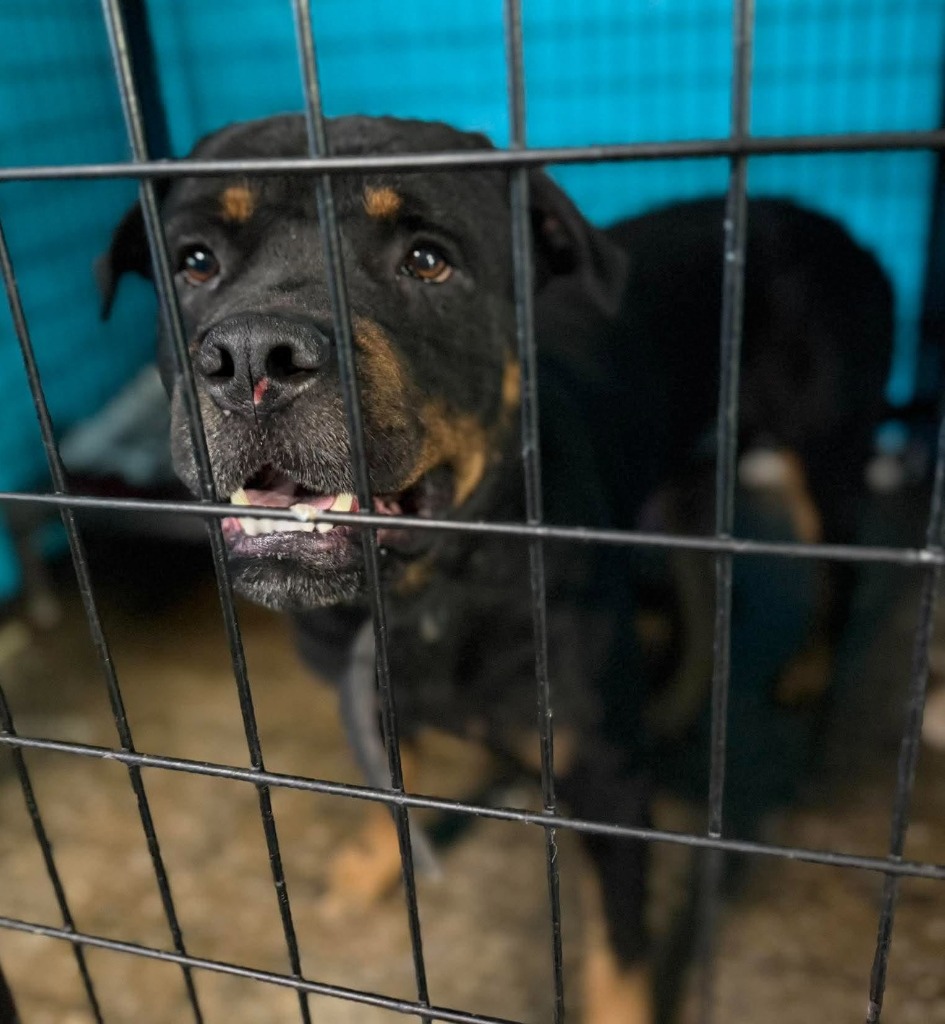 Shelter Stray Male Dog last seen , 22415 Groesbeck Hwy, Warren, MI 48089, USA