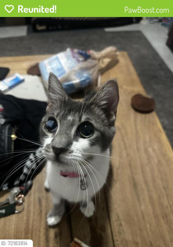 Reunited Female Cat last seen Nw 32nd street and Nw tenth ave, Miami, FL 33127