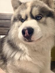 Reunited Male Dog last seen Near Fulton Rd and Lorain Rd, Cleveland, OH 44113