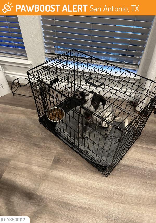Found/Stray Female Dog last seen Talley road, San Antonio, TX 78254