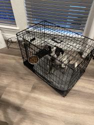 Found/Stray Female Dog last seen Talley road, San Antonio, TX 78254