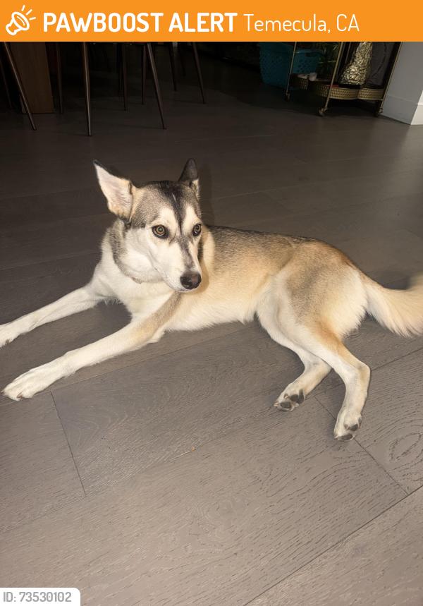 Found/Stray Female Dog last seen Via De oro, Temecula, CA 92592