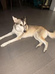 Found/Stray Female Dog last seen Via De oro, Temecula, CA 92592